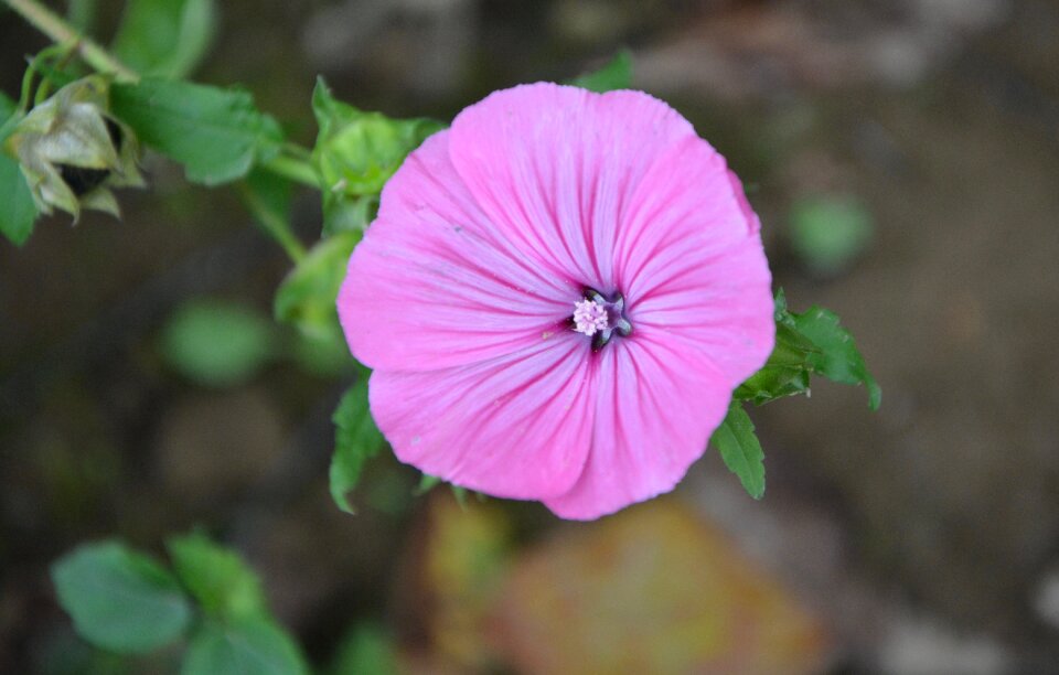 Purple flowers plant nature