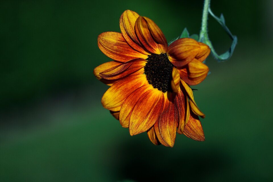 Nature flower sunflower