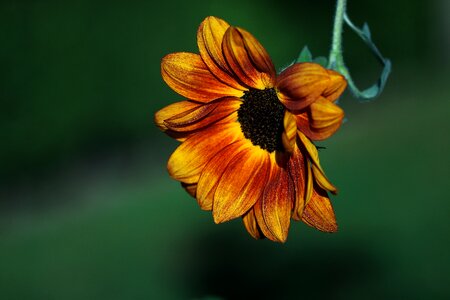 Nature flower sunflower photo