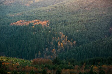 Trees plant forest