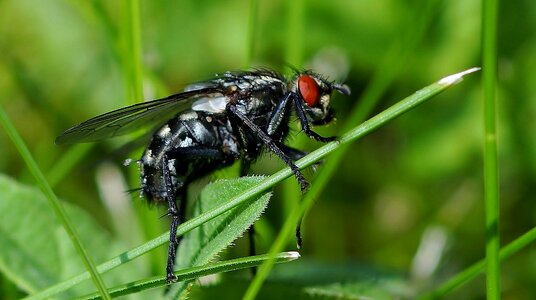 Nature wing fly
