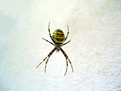 Insect animal nature