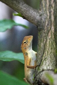 Tree animal outdoors