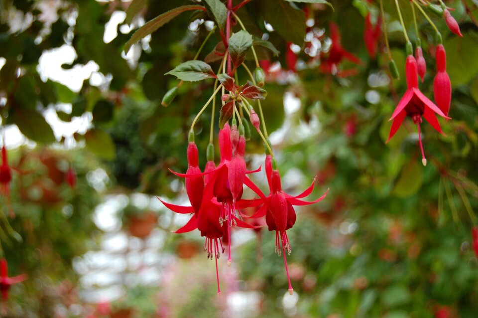 Flowers outdoors garden