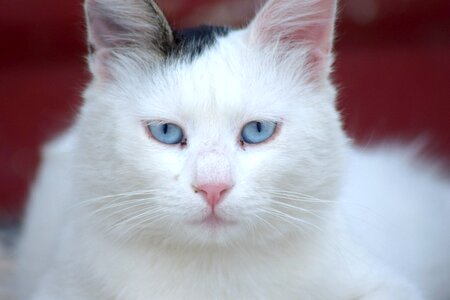 White cat greece rhodes
