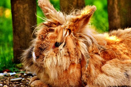 Winter coat animal fur