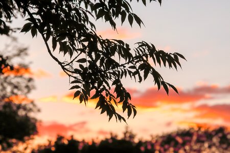 Sunset nature sky