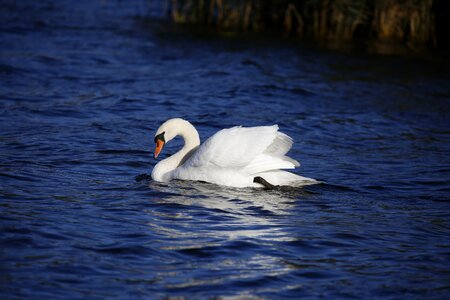 Water bird nature white swan photo