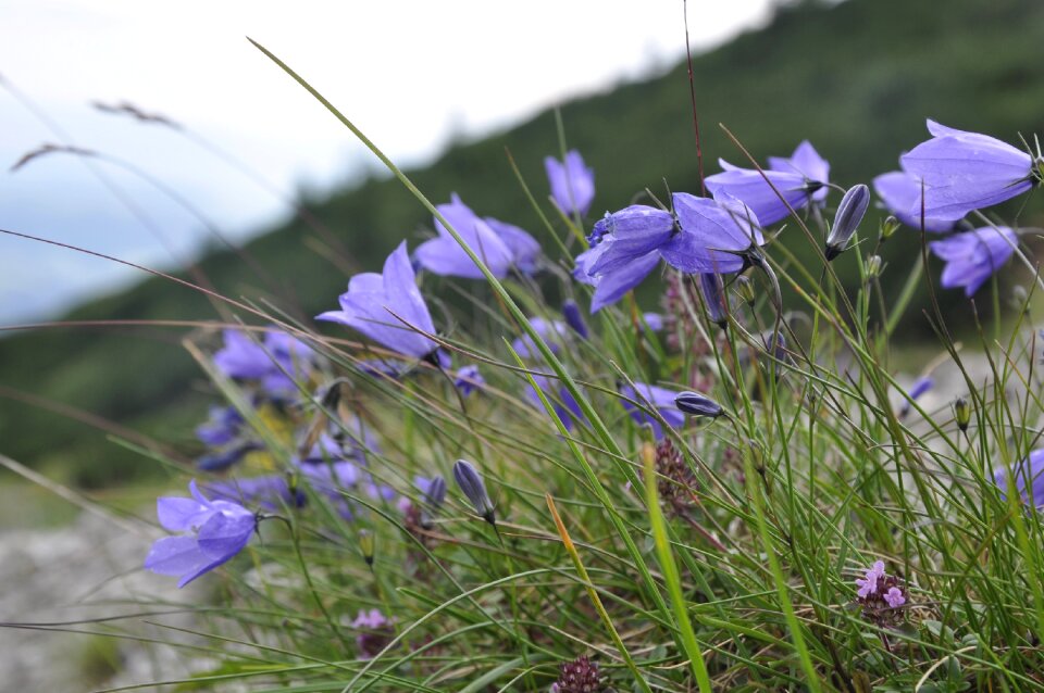 Wildflower blooming violet