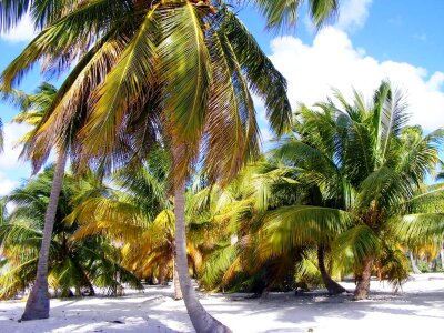Palm beach dominika photo