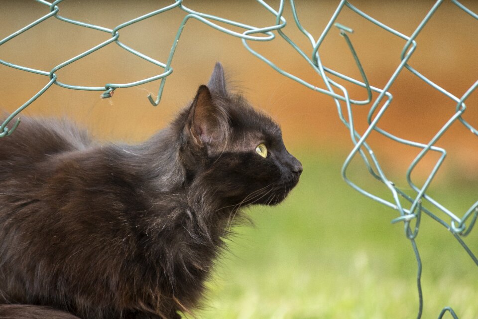 Pet portrait cat