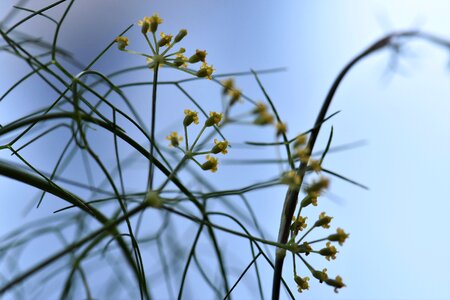 Plant background texture