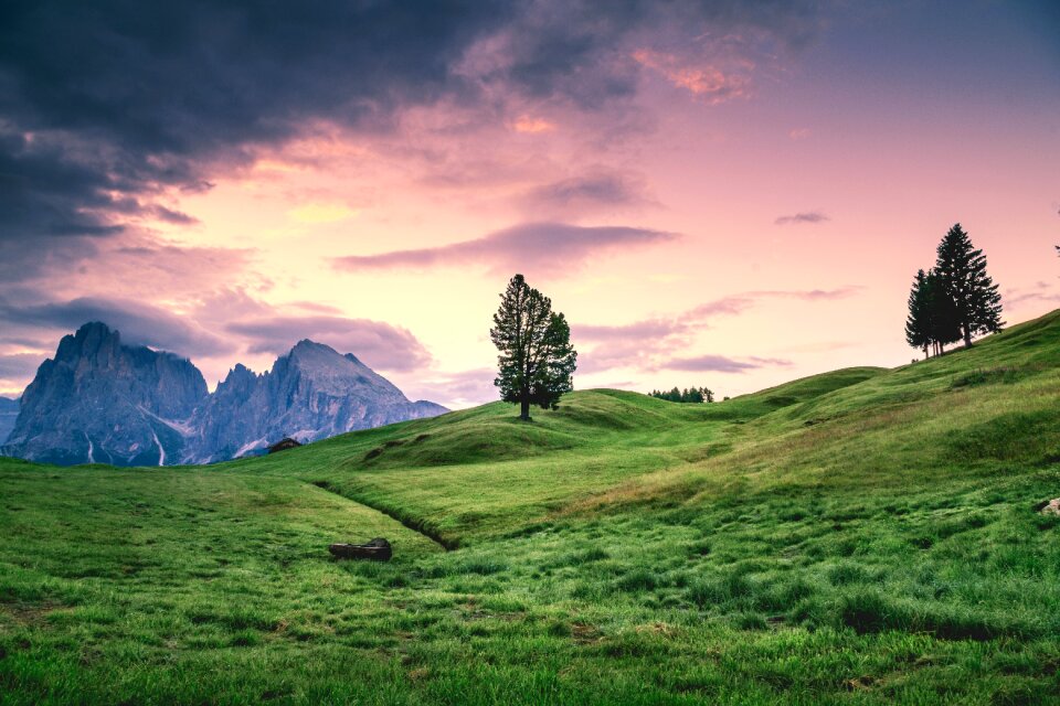 Highland tree plant