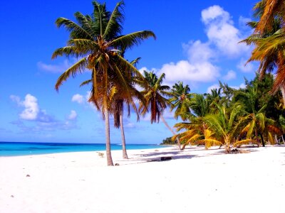 Palm beach dominika photo