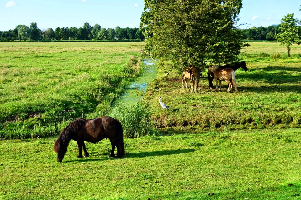 Mammal grazing pasture
