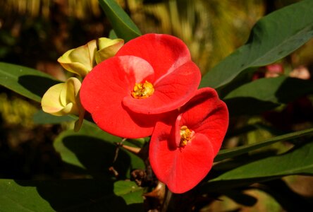 Cactus red flowers flower