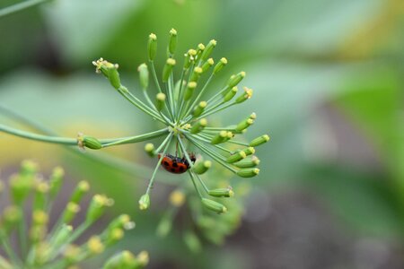 Plant at the court of ladybug photo