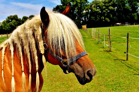 Horse head pferdeportrait coupling photo