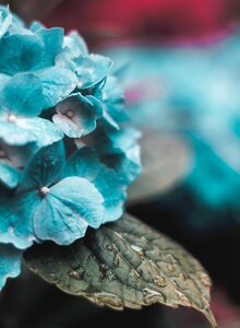 Leaves flowers teal