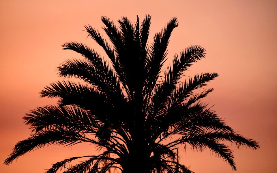 Shadow red mediterranean