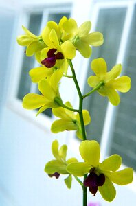Spike yellow pistil purple