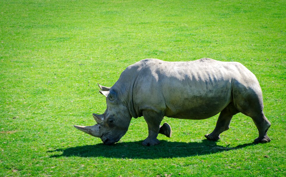 Mammal rhinoceros horns