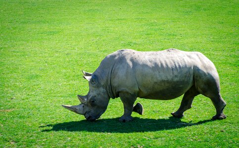 Mammal rhinoceros horns photo