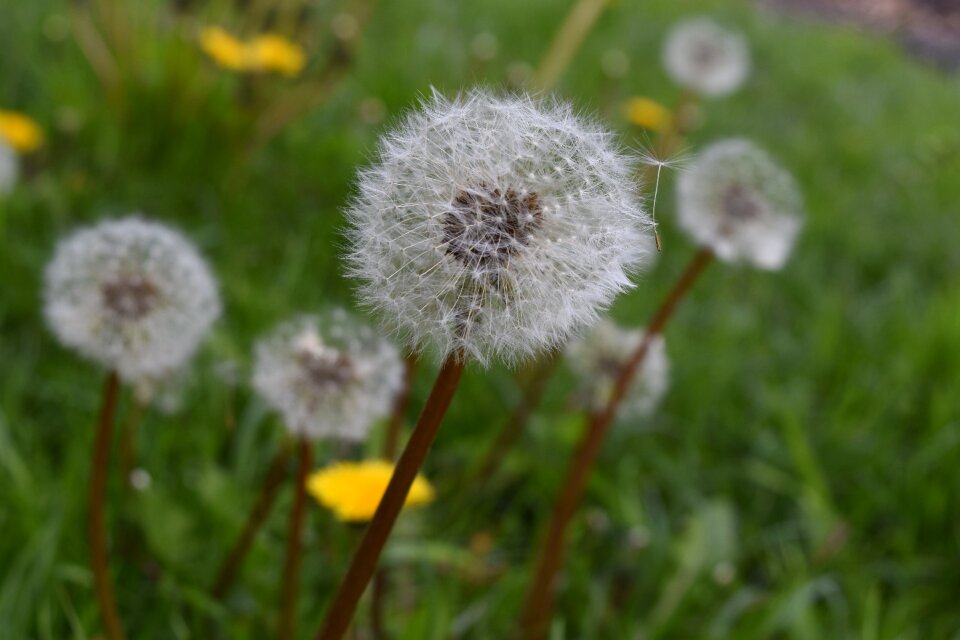 Plant flower dandelion