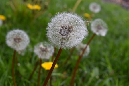Plant flower dandelion