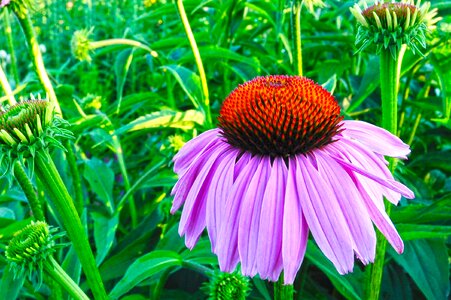 Flower plant chrysanthemum photo