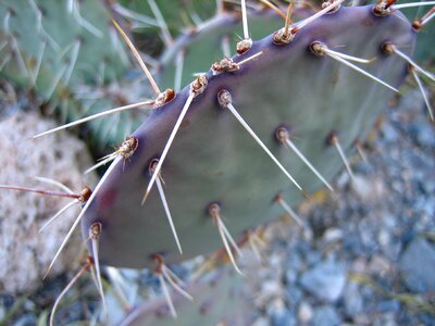 Nature desert succulent