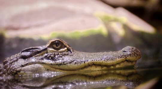 Caiman water reflection