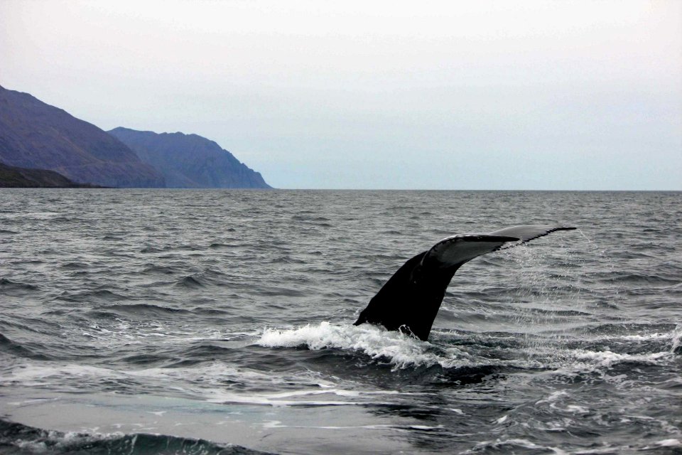 30 Raid nautique baleines (65)
