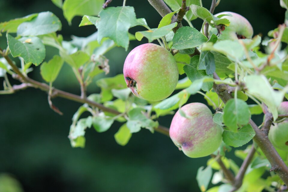 Garden harvest fruit