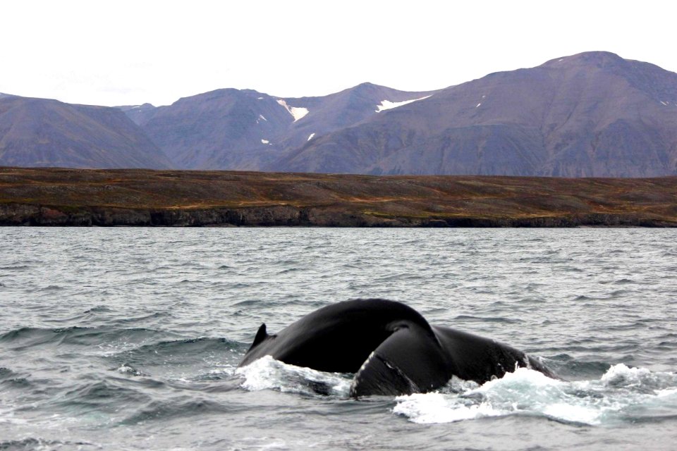 30 Raid nautique baleines (60)