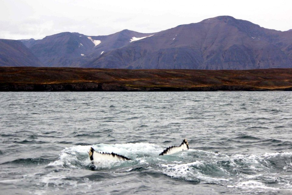 30 Raid nautique baleines (62)