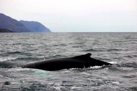 30 Raid nautique baleines (63)