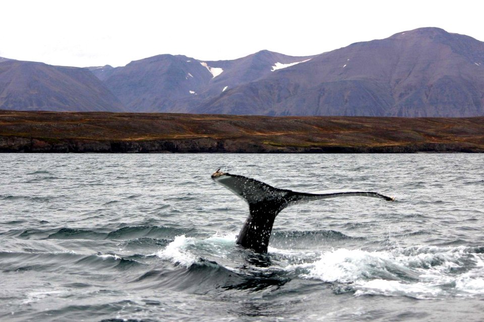 30 Raid nautique baleines (61)