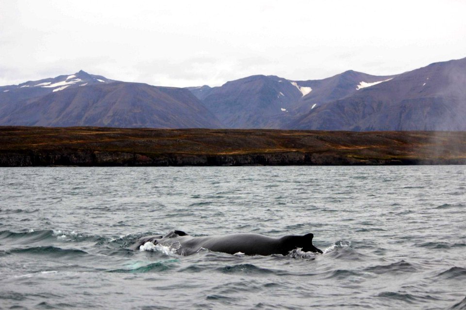30 Raid nautique baleines (59)