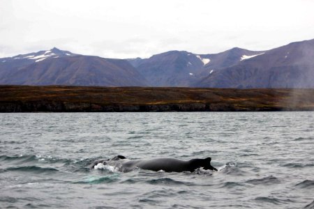 30 Raid nautique baleines (59)