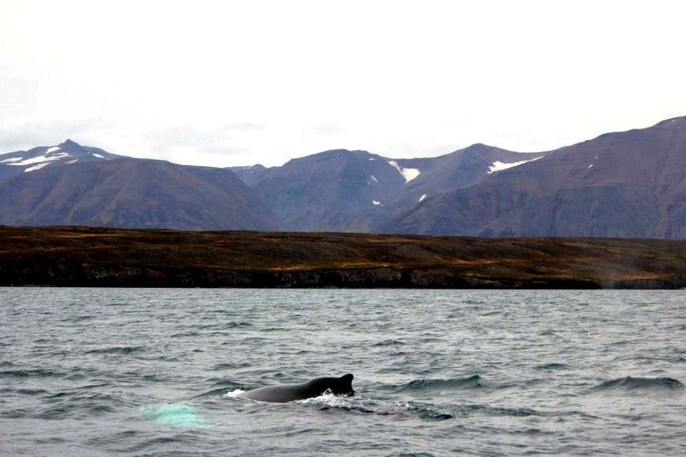 30 Raid nautique baleines (58)