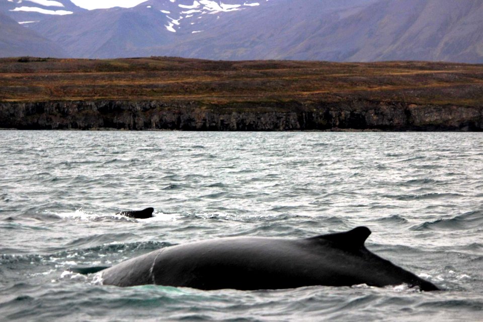 30 Raid nautique baleines (56)