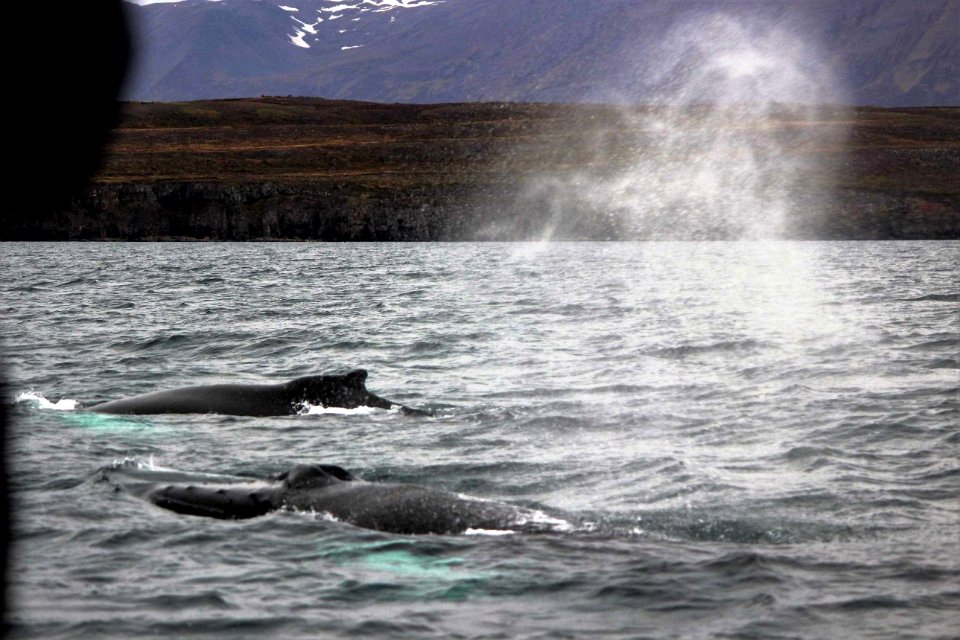 30 Raid nautique baleines (55)