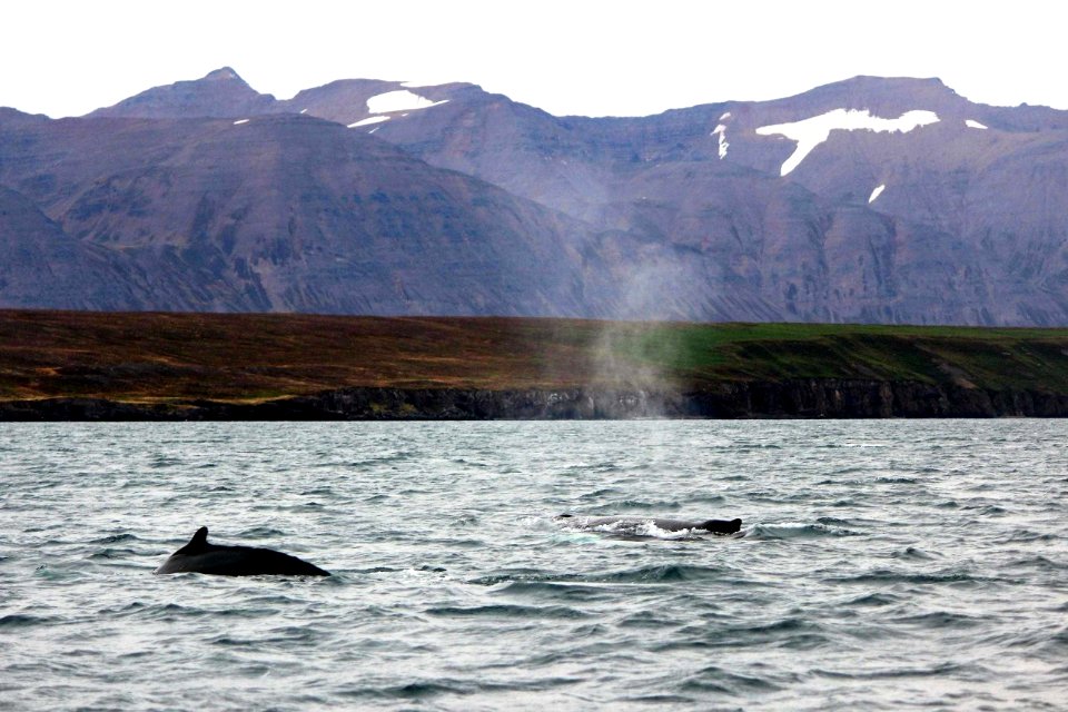 30 Raid nautique baleines (54)