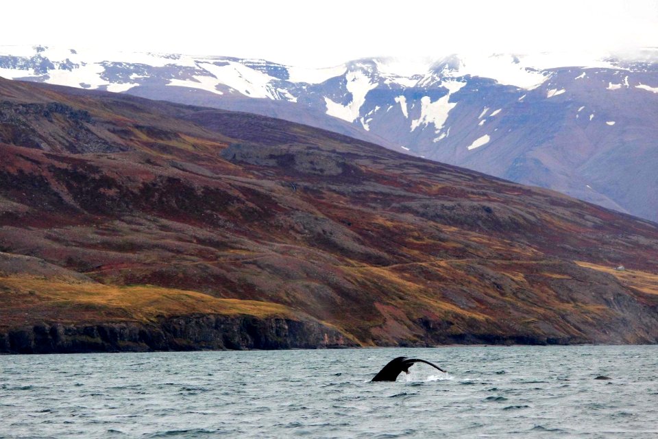 30 Raid nautique baleines (49)