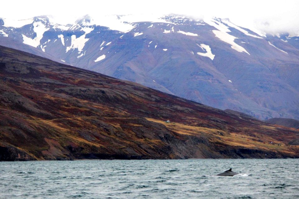 30 Raid nautique baleines (47)