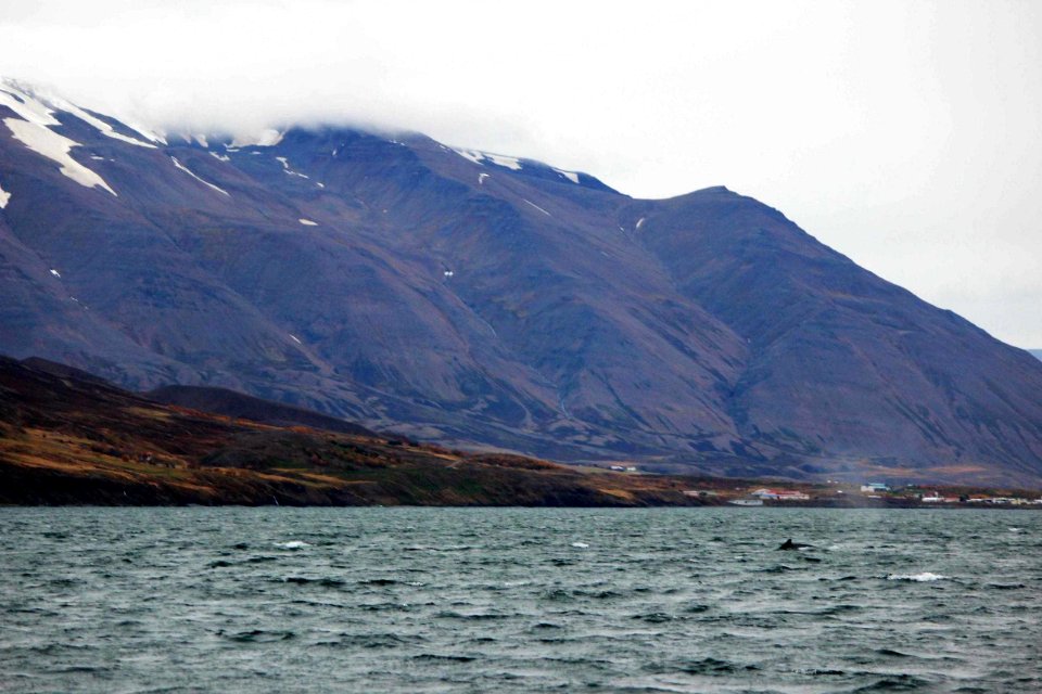 30 Raid nautique baleines (44)