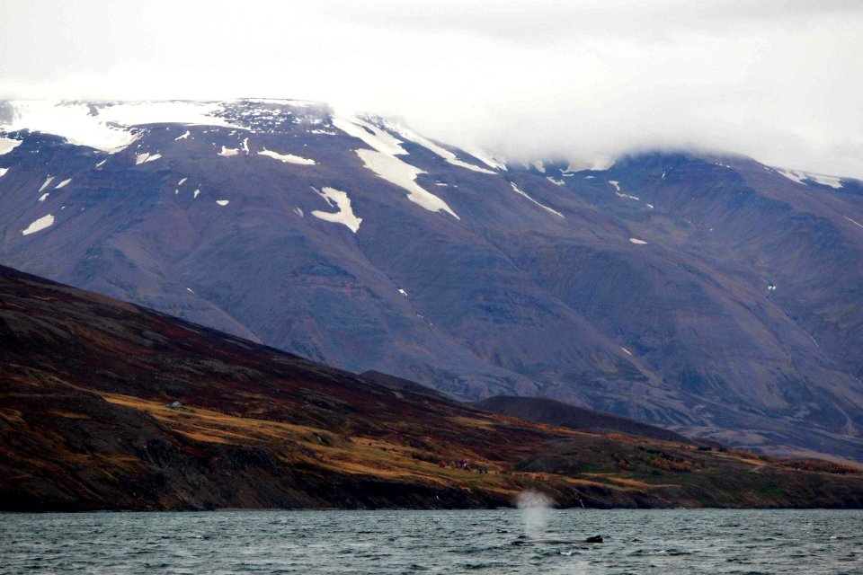 30 Raid nautique baleines (42)