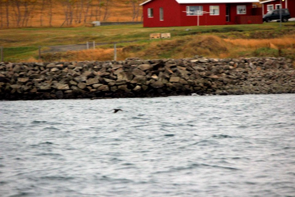 30 Raid nautique baleines (36)