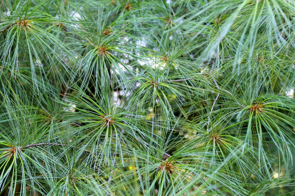 Texture tree nature